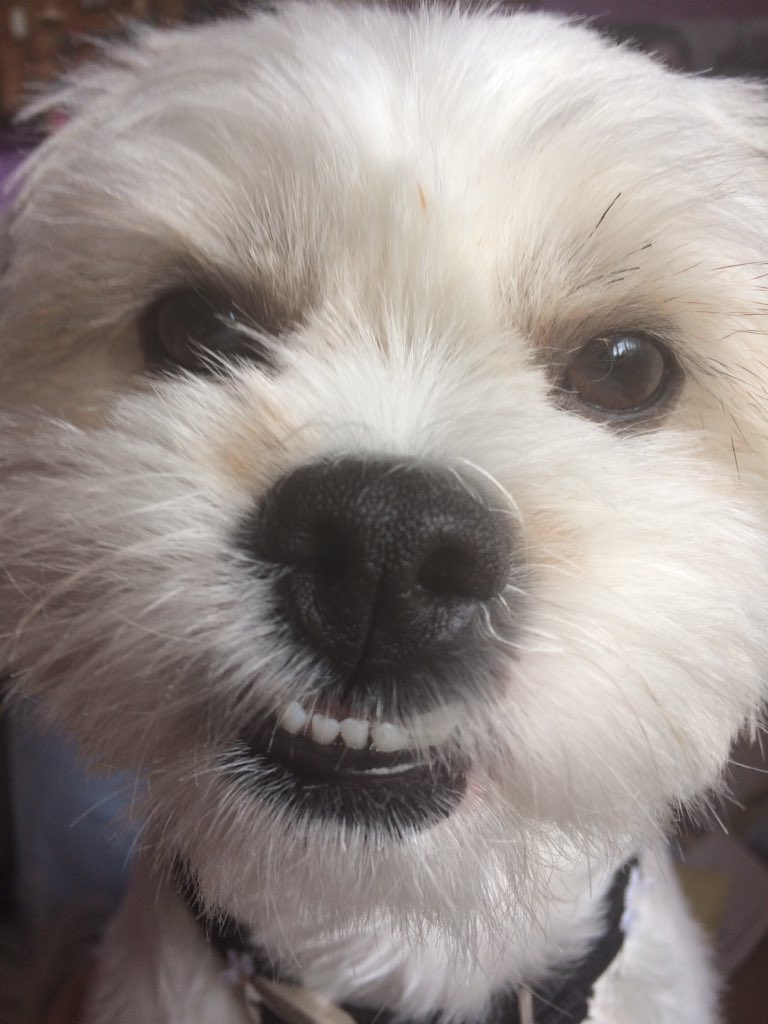 HandDrawnWorld_'s tweet photo. #Dogs are better than people. FACT! 🐶❤️ #BritainsFavouriteDogs #Daisy #Poppy #Shichon #Zuchon #teddybeardogs https://t.co/qhATz7W1ez