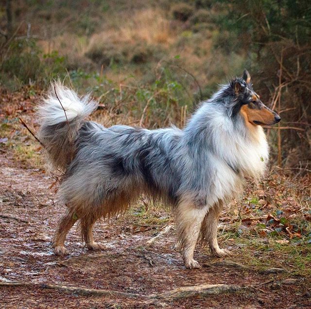 Dusty_R_Collie's tweet photo. When one poses most elegantly whilst on the lookout for squiwwels, one sometimes forgets one has half the woods in one’s floof 🌳🐕🐿🌿🍂
#collectingsticks #theconstantgardener #furforest #roughcollie #collierough #bergerdecosse #bluemerle #collie #do… https://t.co/aELyhm0MLA https://t.co/TN97lvpTqR