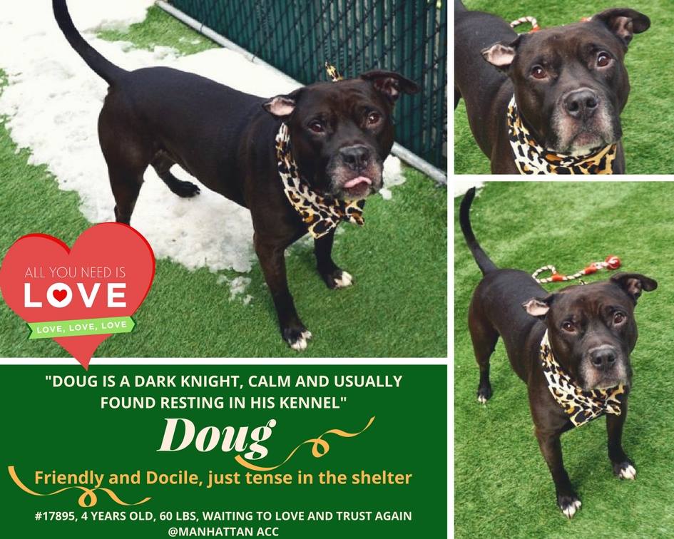 gaviota330's tweet photo. FRIENDLY DOUG GOT 1+ NIGHT
SOS!
17895
https://t.co/HNDyGCeG62  
#NYC ACC 2KILL 1/17
GREAT YOUNG BOY
DOCILE
ABANDONED
APPEARS FRIENDLY BUT SCARED
HAS PAINFUL EAR INFECTION
KNOW COMMANDS
NEED #RESCUE BC AFRAID
RESCUES NEEDS #ADOPTER OR #FOSTER APPL
SAVE ME!
HELPDOGS@URGENTPODR.ORG https://t.co/tyZwJ5KoWd