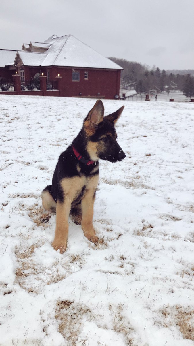 calebswanson12's tweet photo. Jax may be the cutest thing I’ve ever seen before https://t.co/uGbnYc4L1Q