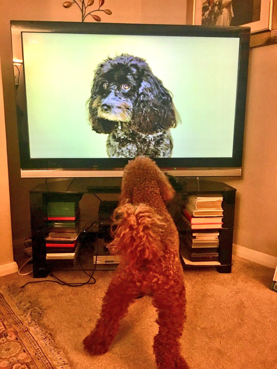 RossoCockapoo's tweet photo. YAY!!!😃 #Cockerpoos are no. 7 in #britainsfavouritedogs!🎉👏🏻 Of course we should’ve been no.1😜 but we’re so happy and proud to be in the #top10dogs and the no.1 #crossbreed in Britain! 🐶😍🇬🇧 #100dogs #Dogs #DogsofTwitter #TopDogs #Cockapoo #CockapooLove #CockapoosofTwitter https://t.co/Kxiu2cePKb