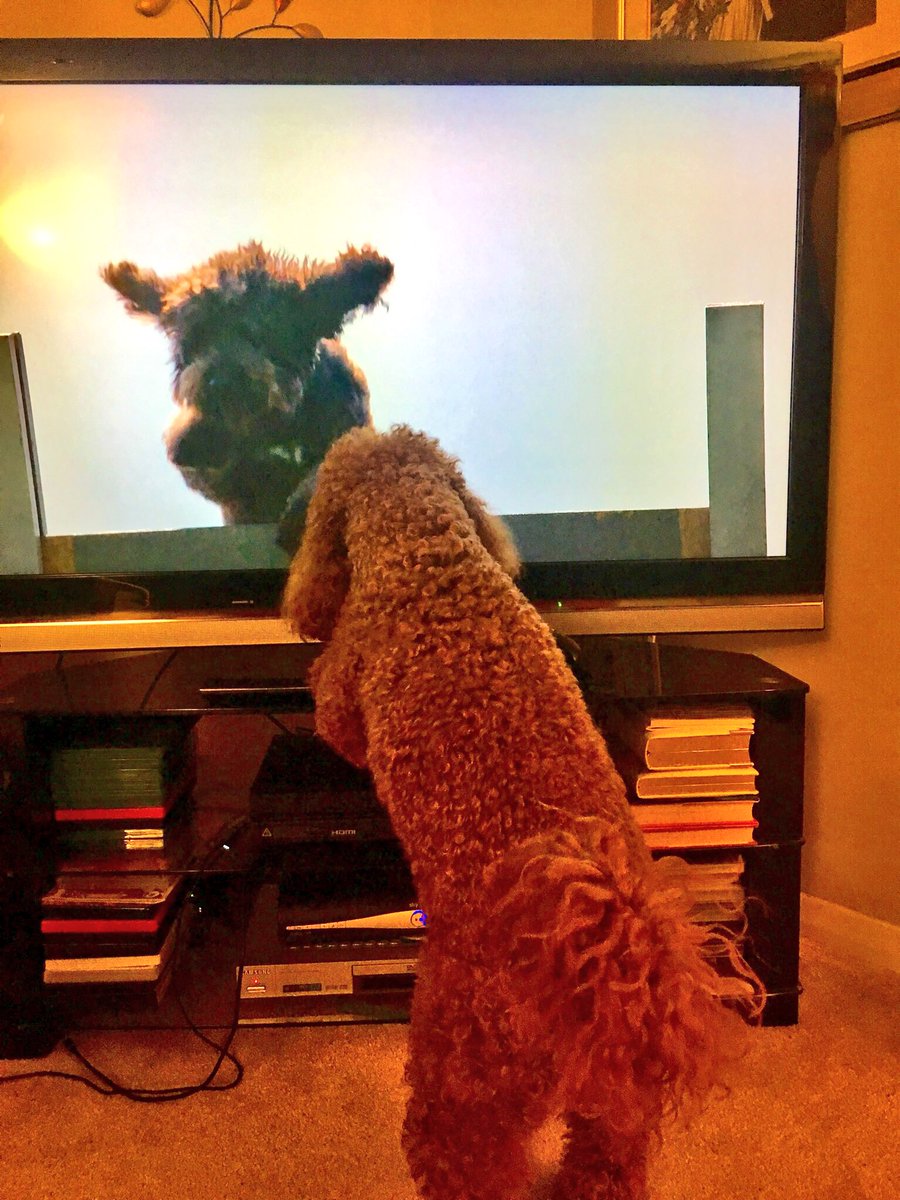 RossoCockapoo's tweet photo. YAY!!!😃 #Cockerpoos are no. 7 in #britainsfavouritedogs!🎉👏🏻 Of course we should’ve been no.1😜 but we’re so happy and proud to be in the #top10dogs and the no.1 #crossbreed in Britain! 🐶😍🇬🇧 #100dogs #Dogs #DogsofTwitter #TopDogs #Cockapoo #CockapooLove #CockapoosofTwitter https://t.co/Kxiu2cePKb