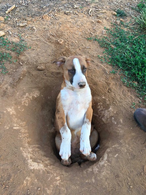 dog in a shallow dirt hole with two paws raised as if to ask for help