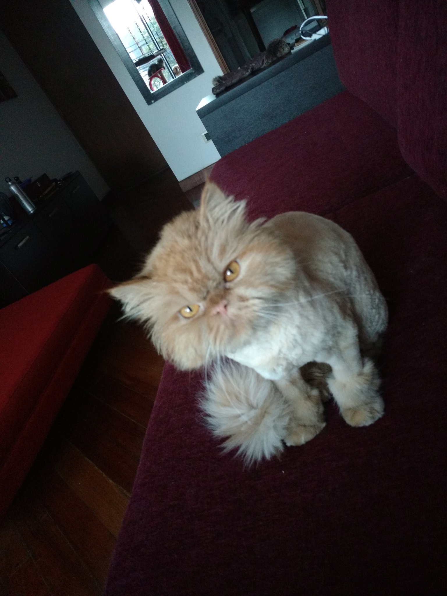 Paranoid Android On Twitter Spamdegatos Mi Leoncio Peluqueado