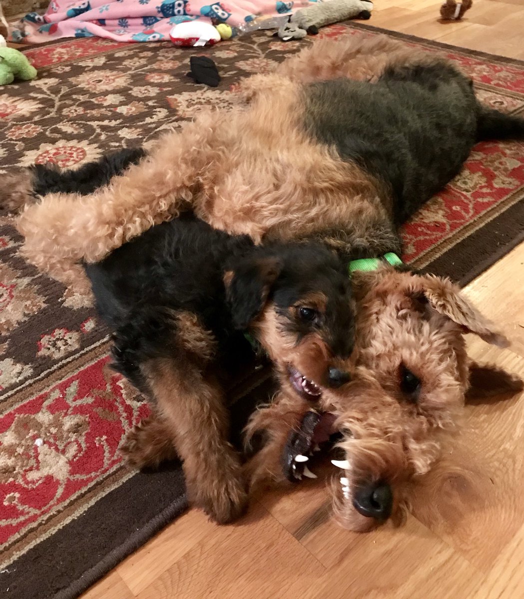 jenn1con's tweet photo. What’s pure love without a little bit of bitey face?! #airedale #happylife https://t.co/tZy8sRgapc