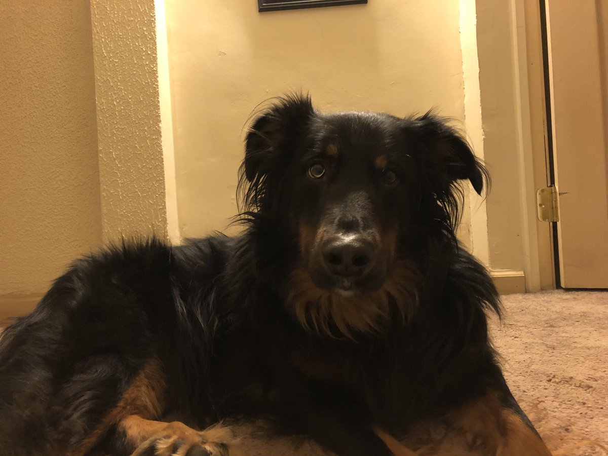 Coda-is-a-Goodboy tweet media