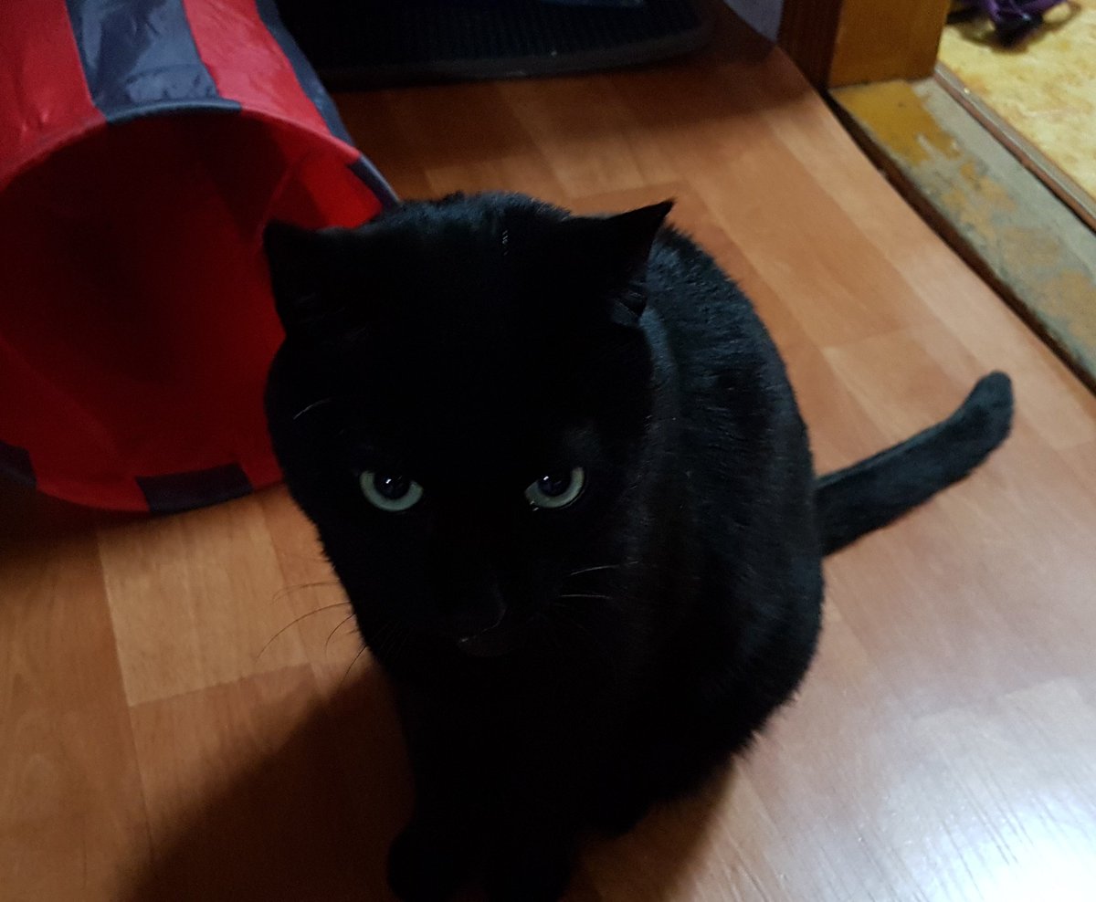 [잡담] 근데 난 암만봐도 까만 고양이밖에 안보여 | 인스티즈