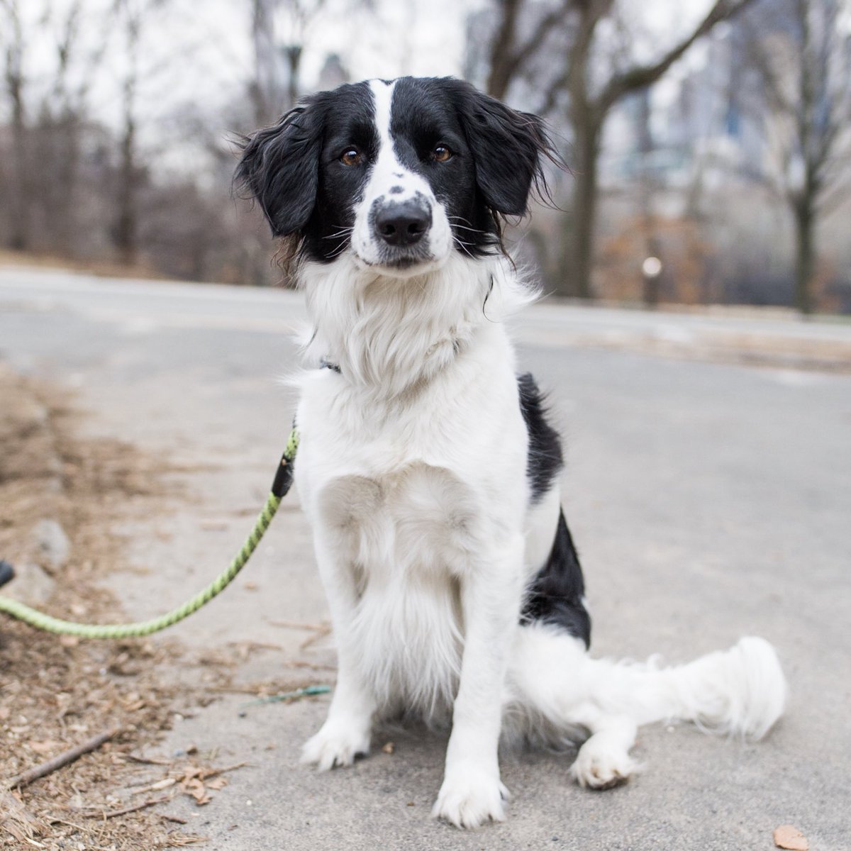 springer border collie mix