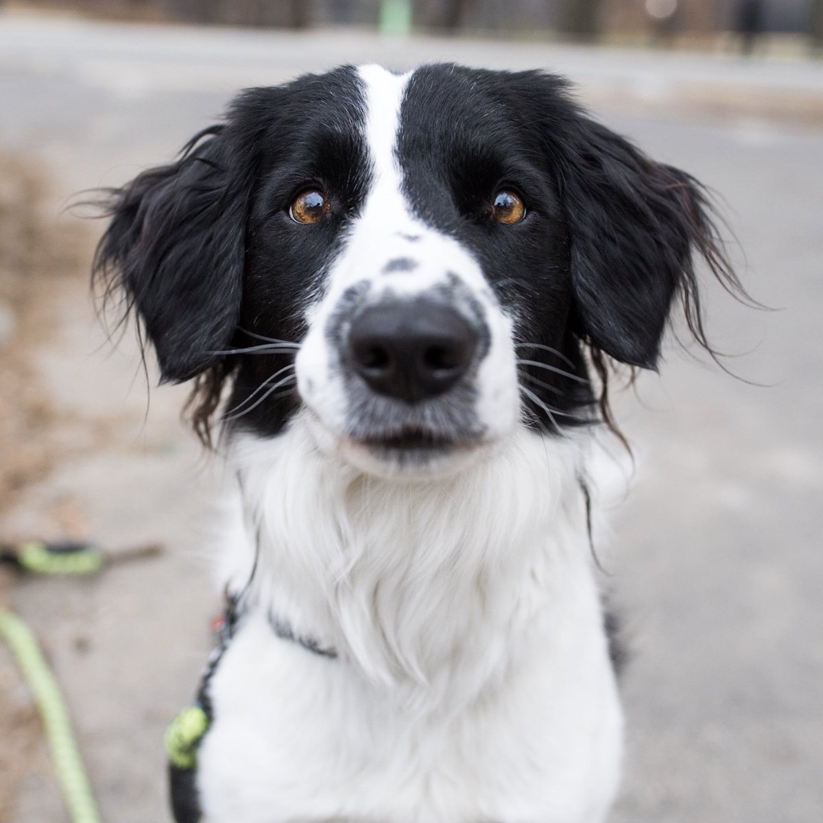 english springer spaniel border collie mix