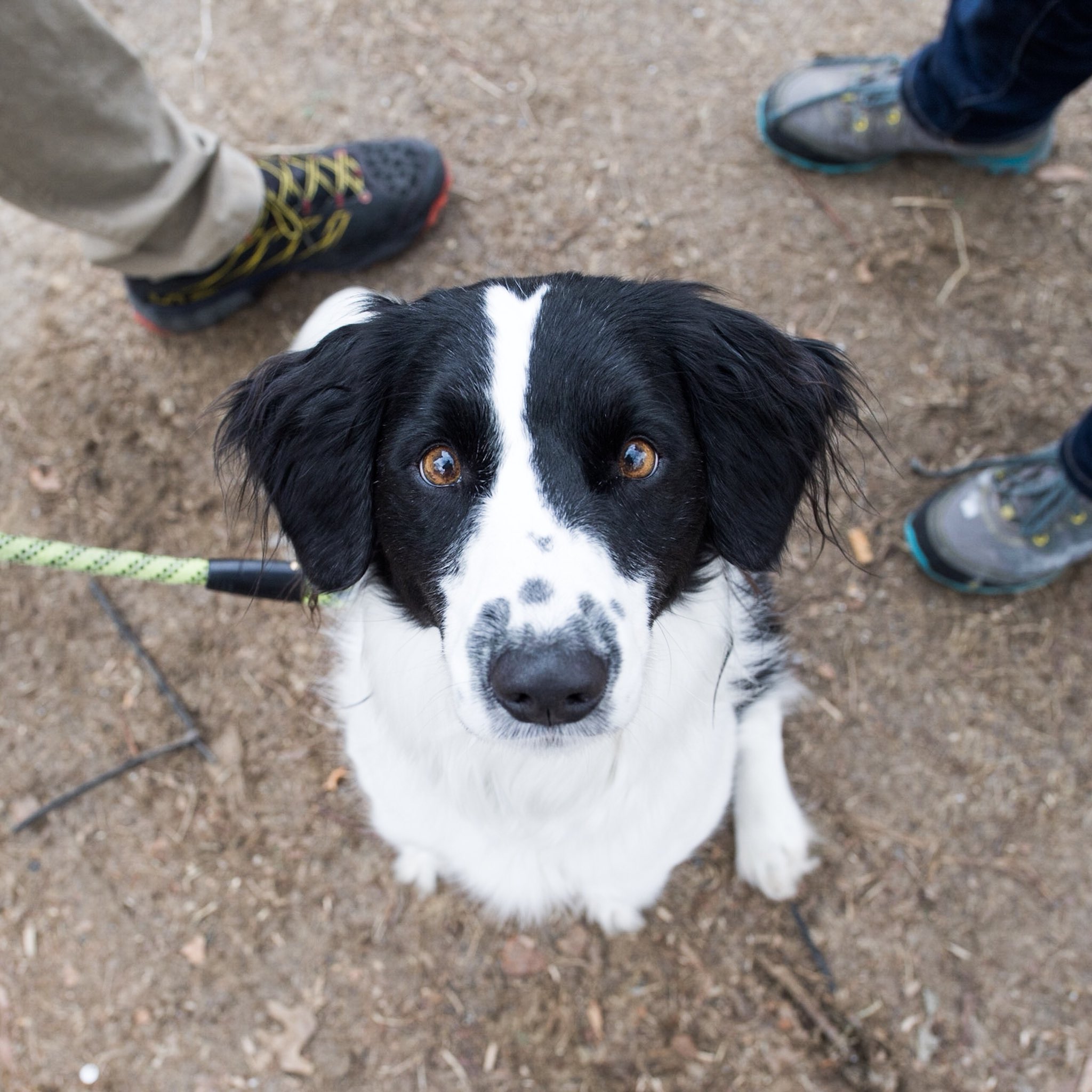 Brown Springer Spaniel Border Collie Mix