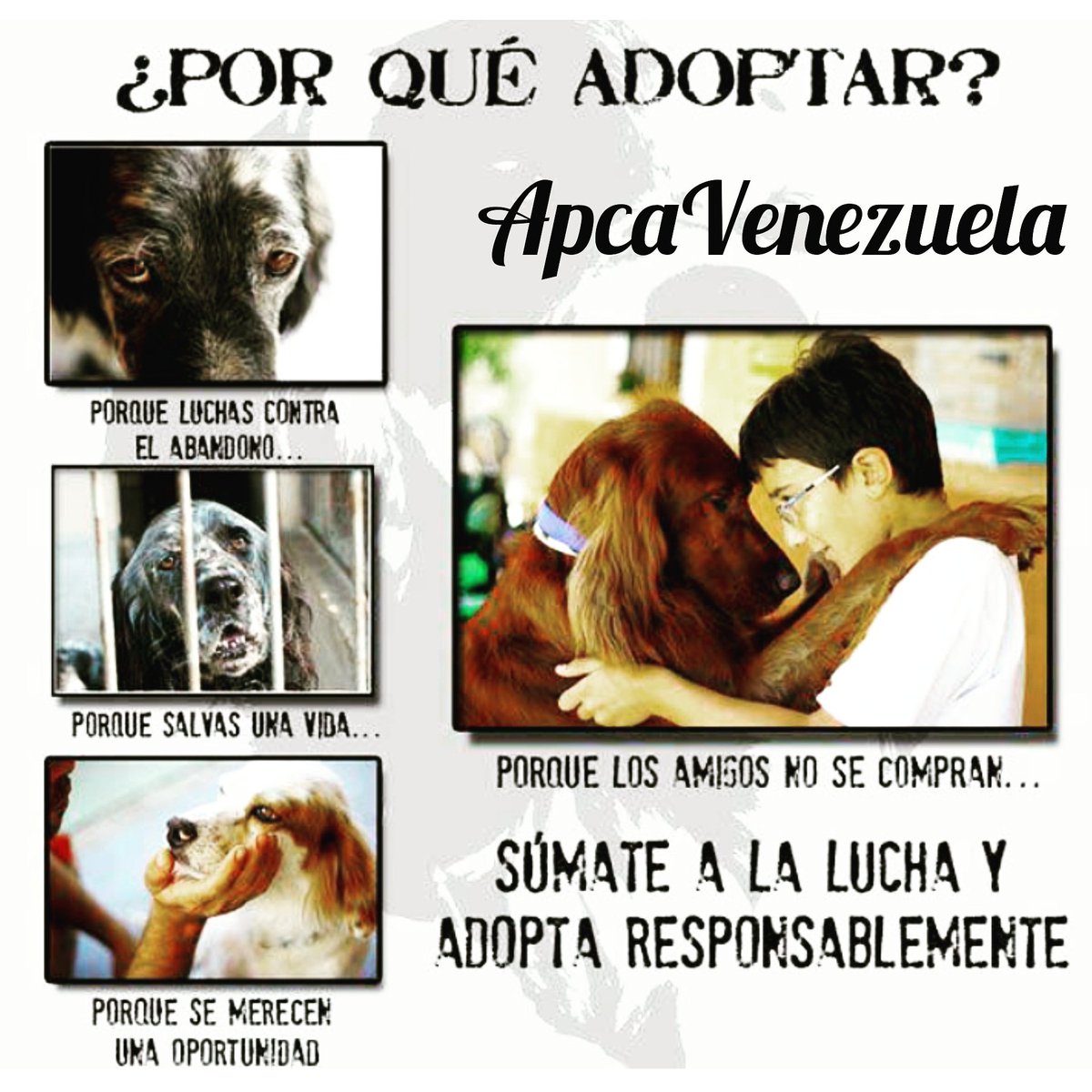 ¿Por qué Adoptar? Acá te dejamos las razones más importantes. #ama #apadrina #Ayuda #AdoptaNoCompres #adopta