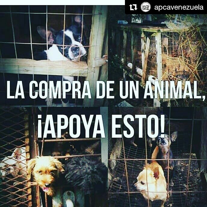 Promueve el cambio no compres adopta uno sin hogar #ama #apadrina #Ayuda #AdoptaNoCompres #adopta