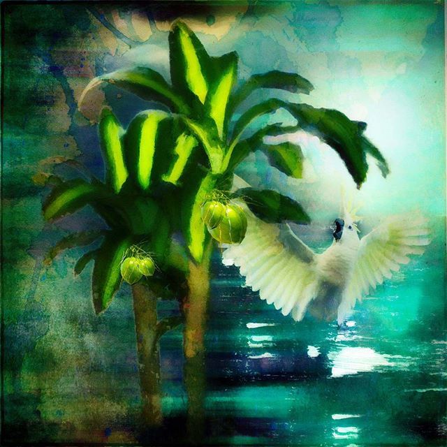 mesanger's tweet image. #notwhatitseems #cornplant #fakepalmtree #photoshop #everything_edited #altered_nature #gobeyondthe_capture #cockatoo  #moonglow