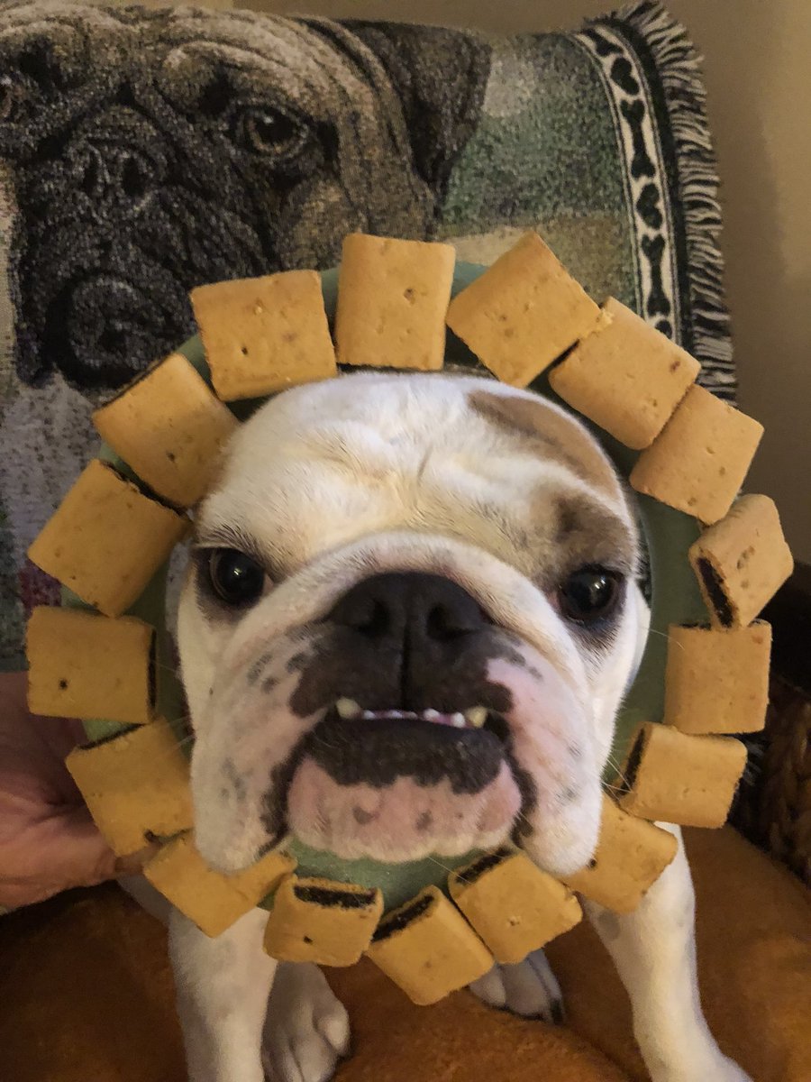 LoulouHoltz's tweet photo. Figs? Did I hear Figs? Itโs National Fig Newton Day. Enjoy one we did โค๏ธ swipe to see Gipper #whodoesntlovecookies #fignewton #fignewtons #nabisco #figgyface #cookies ##figface ##itsreallyaday #jamcookie #foodinmyface #foodiedog #bulldog #pug #dontshopadopt https://t.co/MKwD6K7U8F