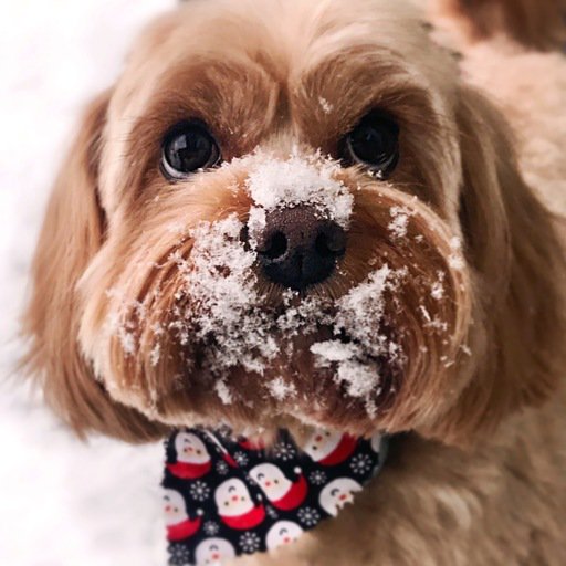 juneebie's tweet image. smiley360.com I'm making the most of the season! What's your favorite winter activity? #SmileyWinter