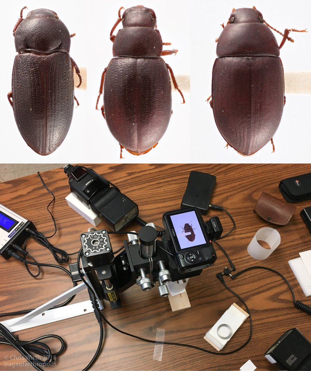AgeOfArthropods's tweet photo. Pleased w/ preliminary results from my custom portable imaging system - pictured are Casey's specimens of Ditaphronotus, Mesabatodes, and Steriphanides #edrotini #tenebrionidae #coleoptera #photography https://t.co/CBW4b0BSwt