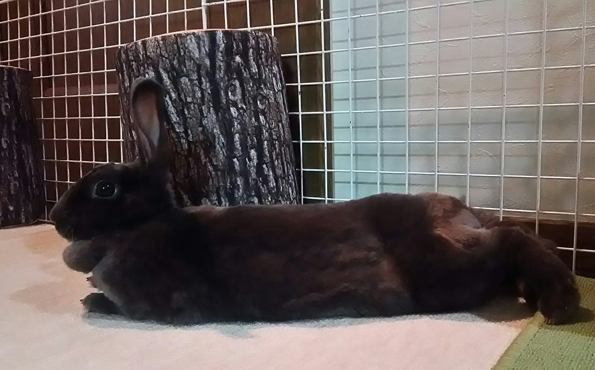 よここ ぐりちゃん ぐりちゃんのうっ滞は長期戦になると言われましたが 10日間の投薬後状態も良いので 通院終了になりました 相変わらず換毛が激しいので毎日のブラッシングはかかせません 換毛中のペレットをメンテナンス ヘアボールに変えてみまし