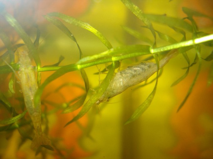 ミナミヌマエビの繁殖方法まとめ 卵発見 抱卵 孵化までの道のりは キャンパーズ