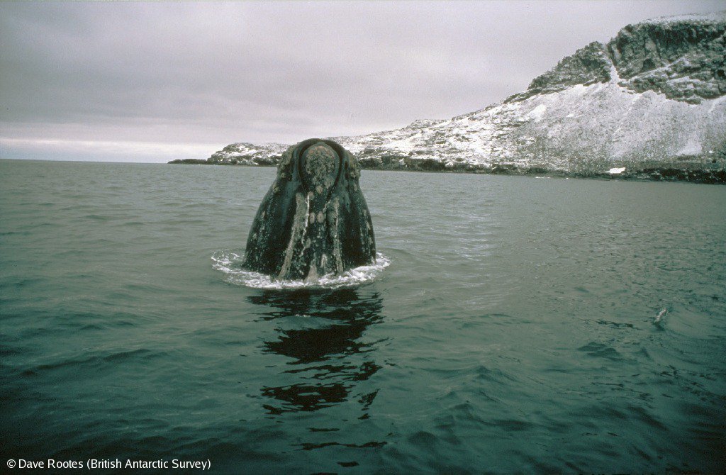 BAS_News's tweet photo. Listen to @BBCAmos interview @polarbiome about her upcoming #research in #southgeorgia surveying Southern right whales  #SGWhale #EUBEST #rightwhale https://t.co/K3p3dtrI8B https://t.co/qnXWJAvB5T
