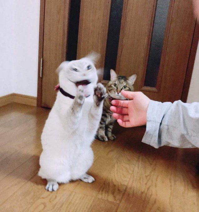 18年 みんなを猛烈に和ませた おもしろ猫ツイート を振り返る Matomehub まとめハブ 18年 みんなを猛烈に和ませた おもしろ猫ツイート を振り返る Matomehub まとめハブ