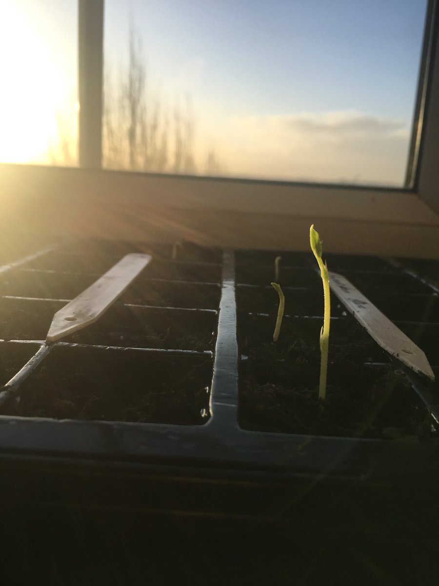 Had to take a photo of the beautiful morning sun, shining down on my little sweet peas, can’t believe so many of them are appearing already 💚🌸🌺🌼🌱 #gardening #garden #sweetpea #gyo #growyourown #allotment #urbangarden