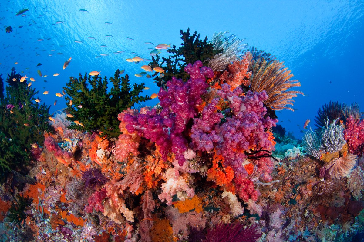 CTICFF's tweet photo. #DidYouKnow the reasons why is the #Coraltriangle very diverse? Some scientists believe that it is due to a major center of origin for coral reef species, where species originated and dispersed to other locations in the Indo-Pacific Region. (1/2) #FunFact #CTICFF https://t.co/OPFusw79Ne
