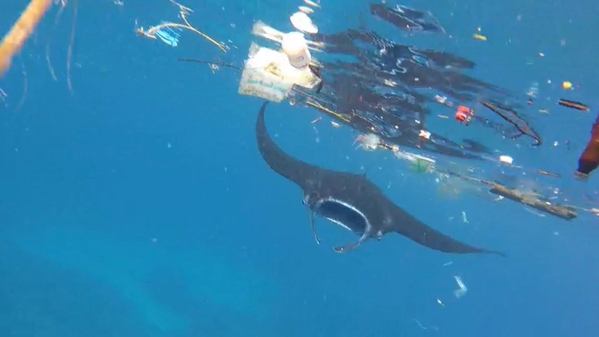 Sad photo. Swimming with Manta Rays in crystal clear water off Nusa Lembongan under a cloud of plastic rubbish. Beautiful islands being suffocated with global waste washing up. Surf report on <a href="/Heart1049FM/">Heart FM</a> every morning (pic -<a href="/JustinBing/">Justin Bing</a>)