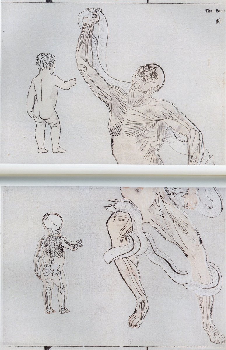 川鍋暁斎『暁斎画談』(1887)の元絵は、ジュリアン・フォーないしファウの美術解剖学書。フォーはドーヴァーからリプリント版が出版されている。日本で出版された美術解剖学関連書籍は暁斎が初ではなかろうか。#美術解剖学 