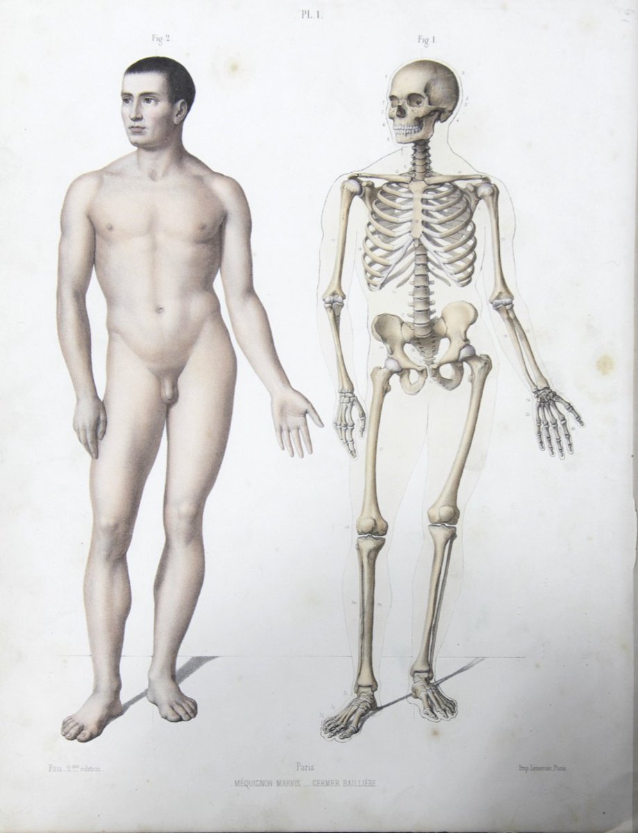 同じく『暁斎画談』(右)とその元になったジュリアン・フォーの図(左)。#美術解剖学 