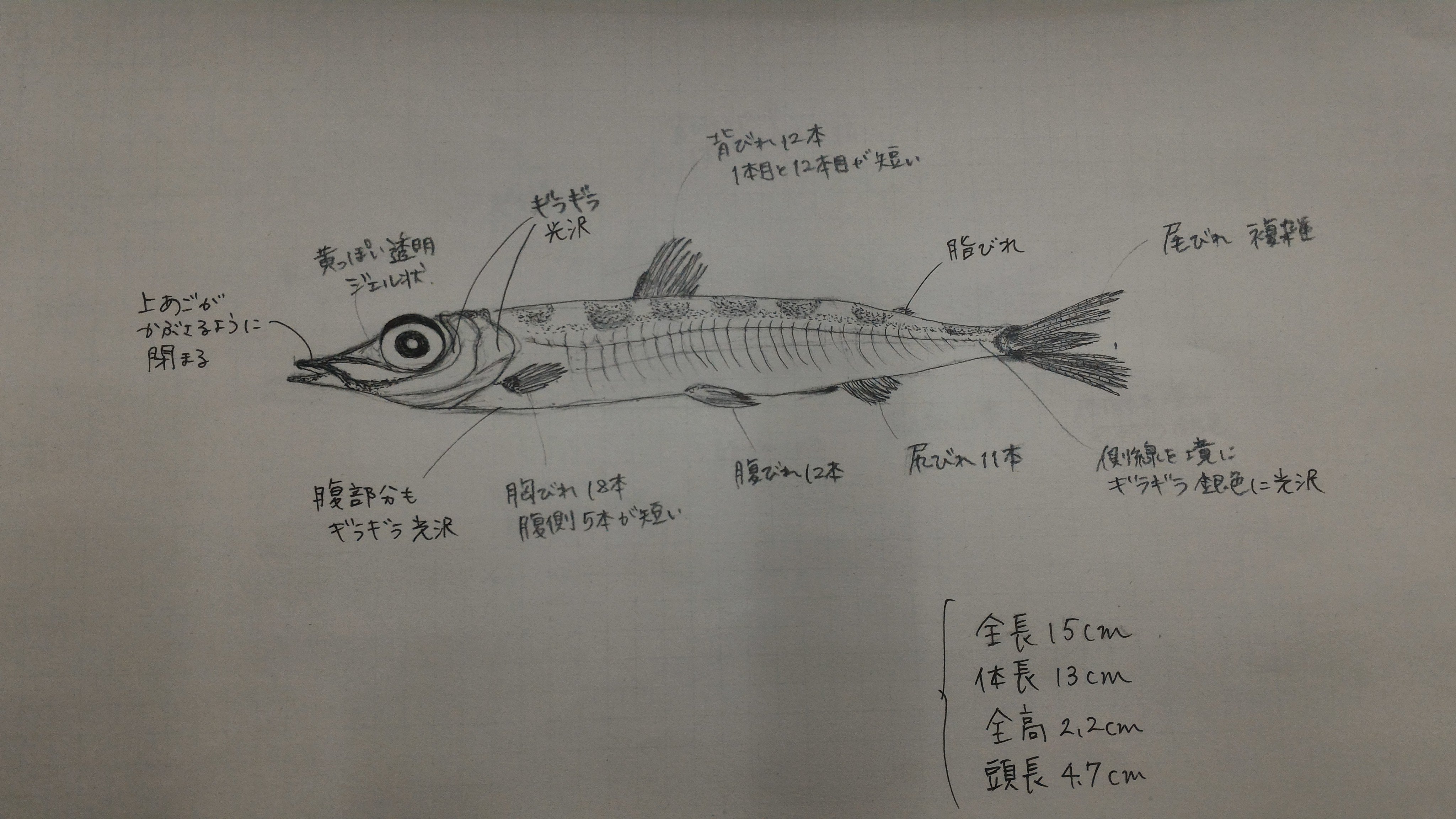 名古屋大学博物館 魚をこんなにマジマジ見たことなかったし 博物画の描き方も教えてもらい で刺激的な3時間 初心者も大歓迎です ちなみに滅多にイラスト描かない人でも ここまでは描けました 写真は ニギス です 描き終わったあと 可愛いなー と