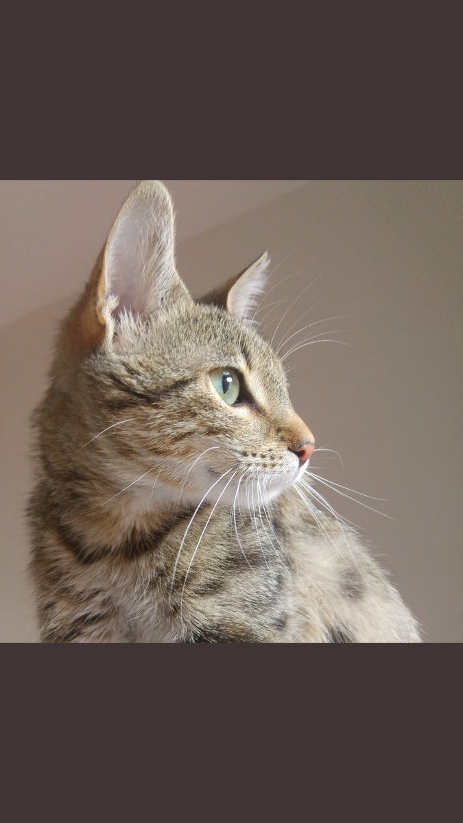 Bu tatlı kız 6 aylık ve çok cana yakın ❤️ kısırlaştırıldı fakat kimse artık yanında istemedi bu tatlı kızı. Şu an Beşiktaş’ta sahiplendirilmeyi bekliyor. İletişim: 0532 414 82 33 Lütfen paylaşın🙏🏼 #OkadarOEzgueruezKi #besiktasinmacivar #satinalmasahiplen #YuvaArıyoruz #kedi