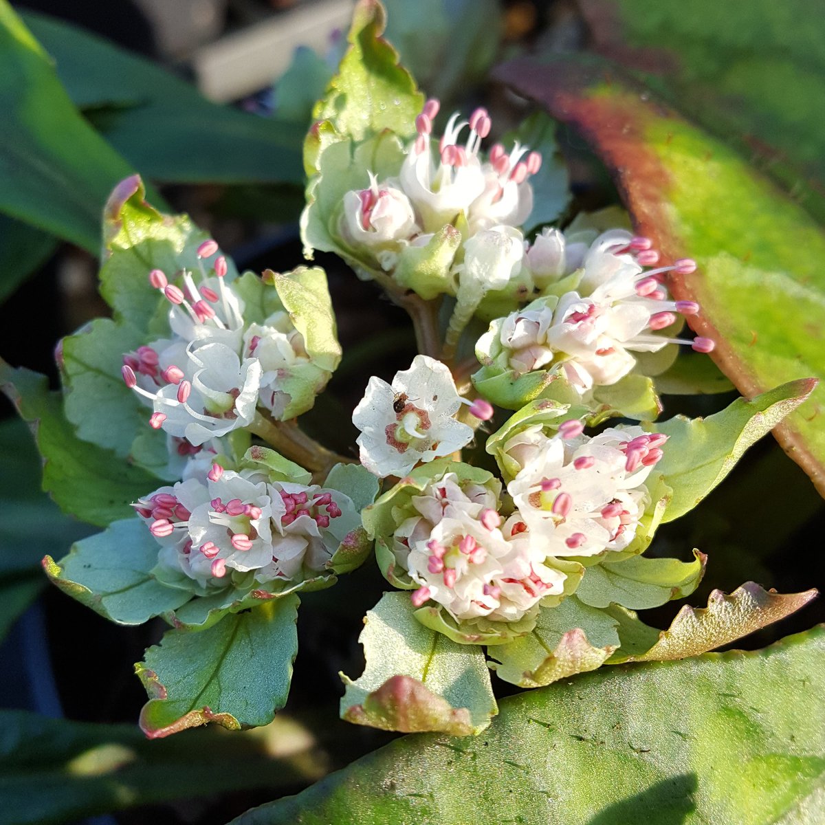 PlantPref's tweet photo. It isn't just #snowdrops that flower in January.  Chrysosplenium macrophyllum is at it too. #chrysosplenium #shadeplants #woodland https://t.co/cmkeu75JZP