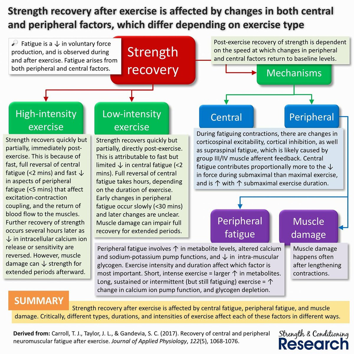 pacobautista1's tweet photo. La velocidad de recuperación depende de: 1- La  fatiga central, 2- La fatiga periférica, y 3- El daño muscular causado durante el ejercicio. Vía @OsteoRehab . Grande !!! https://t.co/gSd1gAgRFN