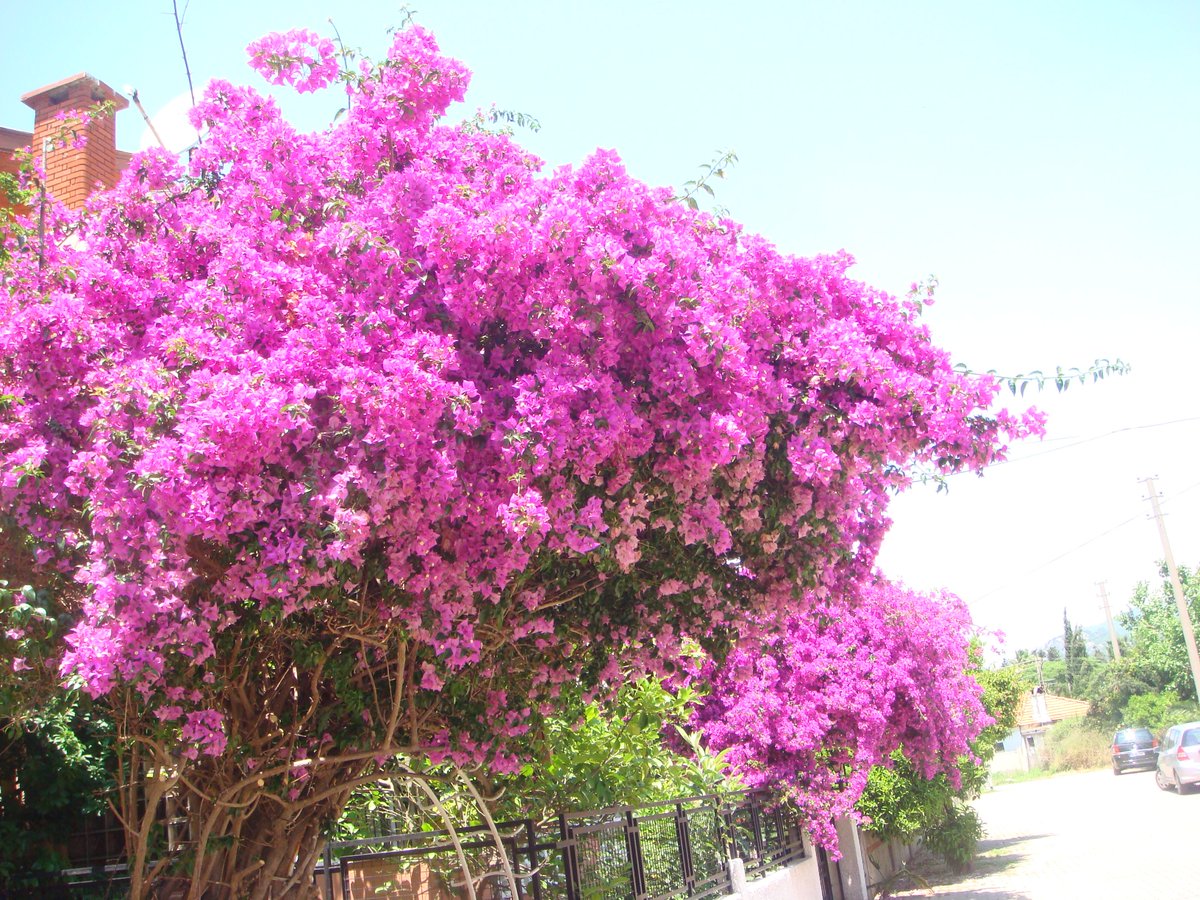 EHLIYET almayi dusunuyorsaniz tanisalim. 19 Mayis genclik Meydani Karsisindayiz
Özel Marmaris Kaynak Motorlu Taşıt Sürücüleri Kursu
Telefon (252) 413 75 85 cep 0506 655 4100 , cep 0546 820 1299
Ulusal Eğemenlik Cad. Tepe Mah. No: 4 /15 -16 Marmaris / Muğla