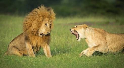 オスライオンがメスに怒られる表情が切なすぎて大ウケ「世知辛い…」「人間と同じ」 - Togetter