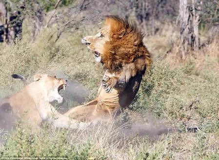 本当に強いのは百獣の女王？雄ライオンが雌ライオンに怒られている時の顔ｗｗｗ