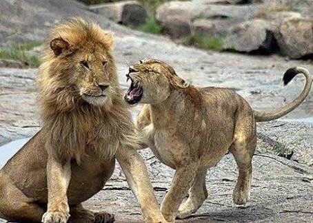 本当に強いのは百獣の女王？雄ライオンが雌ライオンに怒られている時の顔ｗｗｗ
