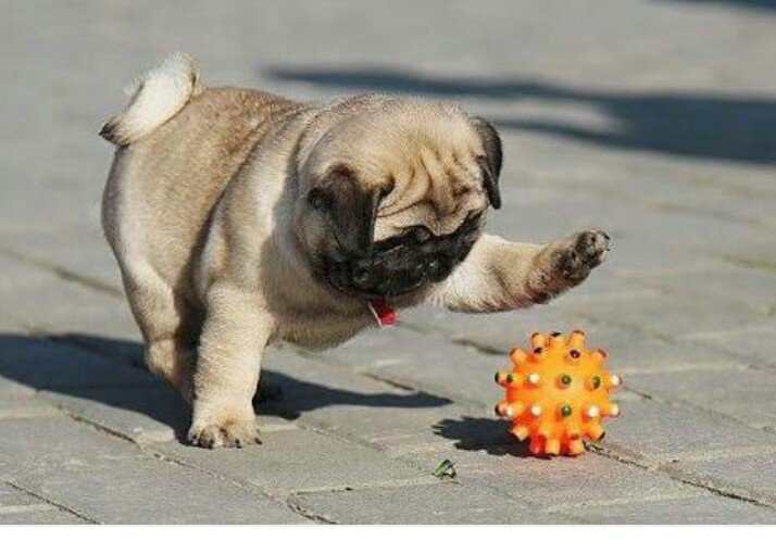love my pugs (@lovemy_pugs) on Twitter photo 