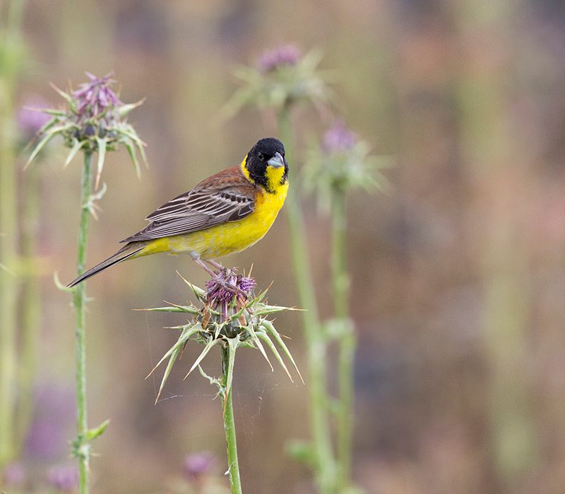 Greenwings's tweet photo. Enjoy a leisurely week soaking up sights and sounds of a bounty of birds in North Greece with us &amp; @Birdwingeu Here we share a few photo highlights of what is in store for you, courtesy of Steve Mills (BirdWING). https://t.co/nA08MxGu90 https://t.co/SupBYYQG22