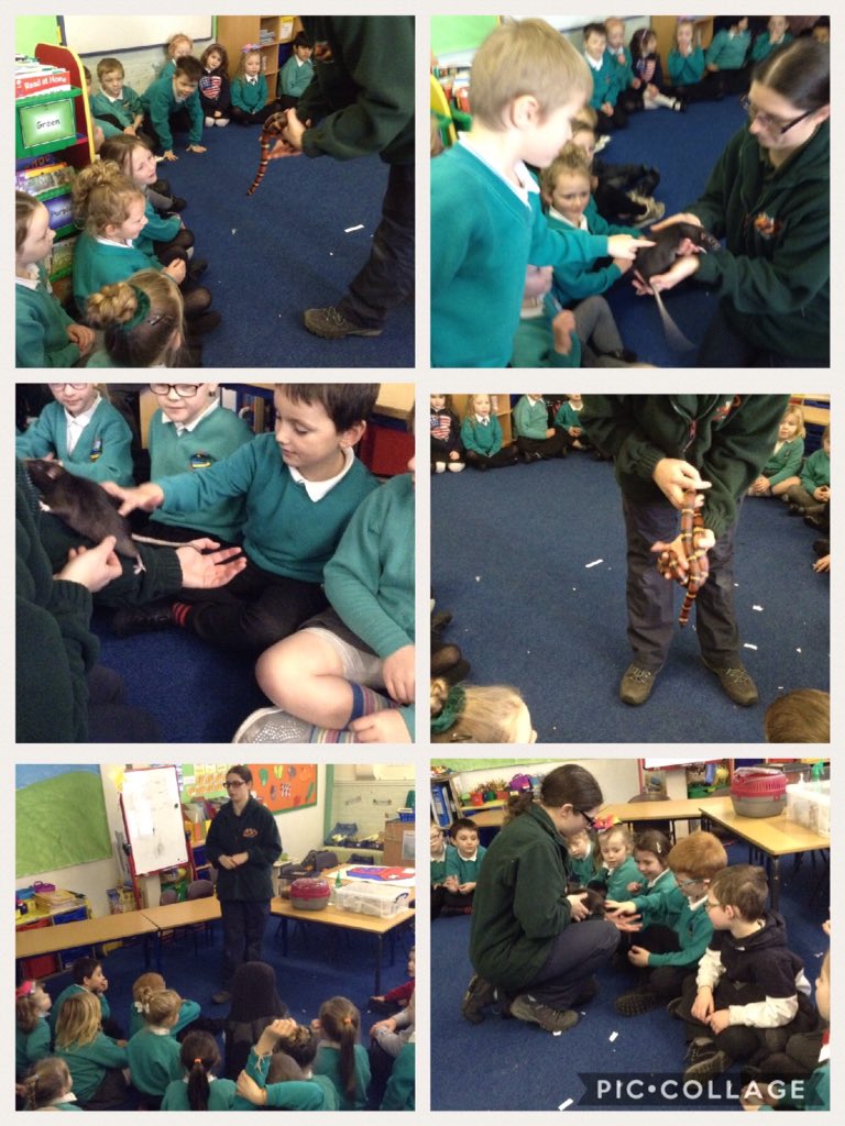 Fab visit from <a href="/WelshMountainZo/">Welsh Mountain Zoo</a>! Diolch Susan, many interesting questions from our friends 🐍🐀🐌