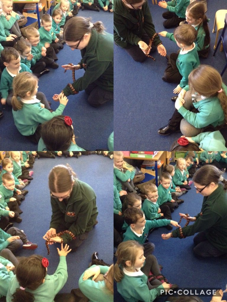Dosbarth Aran meeting the first of our visitors, Stripe the Snake from <a href="/WelshMountainZo/">Welsh Mountain Zoo</a> 🐍🐍🐍🐍🐍🐍🐍🐍🐍🐍