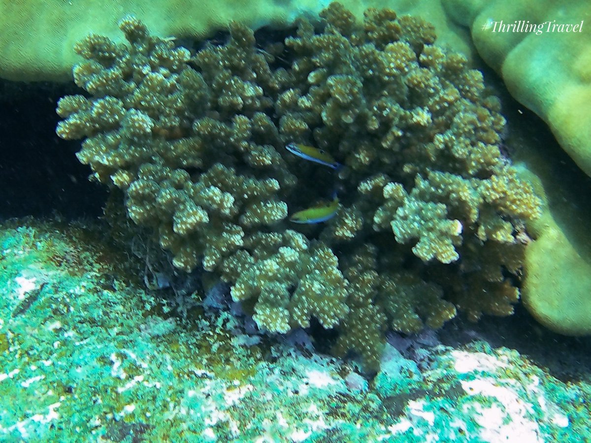 amibhat's tweet photo. Thrills and chills as I discover a new world at Netrani Island . Saw some Moray eels, parrot fish, barracudas, damsel fish and more. It was a different high as I captured them in their own world.

#ThrillingTravel
#Travel
#diving
#India https://t.co/AMEOO3cZq0