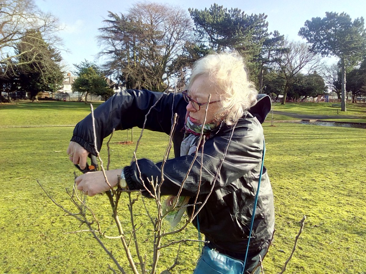LetsGrowToBham's tweet photo. Winter #FruitPruning at #PerryHallPark. Three years on from planting day and looking strong. @heynonnynonny @tembosaba @BioregionBrum @clarechapman0 @uobconservation @down_at_the_Res @KingHeathRanger @TaijaVigilia @macthetree @kidwellj @CMComms @BalsallHeathCF @peopleandland https://t.co/HQWYFkJMuZ