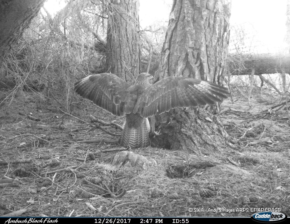SaveOurWildcats's tweet photo. Happy #WildcatWednesday everyone! Almost all our cameras are in the field &amp; in addition to some great looking cats (we'll share soon) they are also picking up impressive images of wildlife. Here's images of a buzzard from Project Officer Nicola Tallach's cameras in Angus Glens https://t.co/POOqbKhqUZ