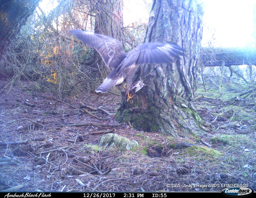 SaveOurWildcats's tweet photo. Happy #WildcatWednesday everyone! Almost all our cameras are in the field &amp; in addition to some great looking cats (we'll share soon) they are also picking up impressive images of wildlife. Here's images of a buzzard from Project Officer Nicola Tallach's cameras in Angus Glens https://t.co/POOqbKhqUZ