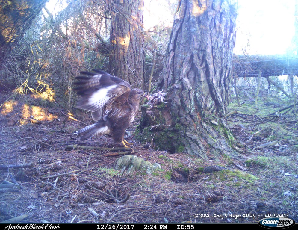 SaveOurWildcats's tweet photo. Happy #WildcatWednesday everyone! Almost all our cameras are in the field &amp; in addition to some great looking cats (we'll share soon) they are also picking up impressive images of wildlife. Here's images of a buzzard from Project Officer Nicola Tallach's cameras in Angus Glens https://t.co/POOqbKhqUZ