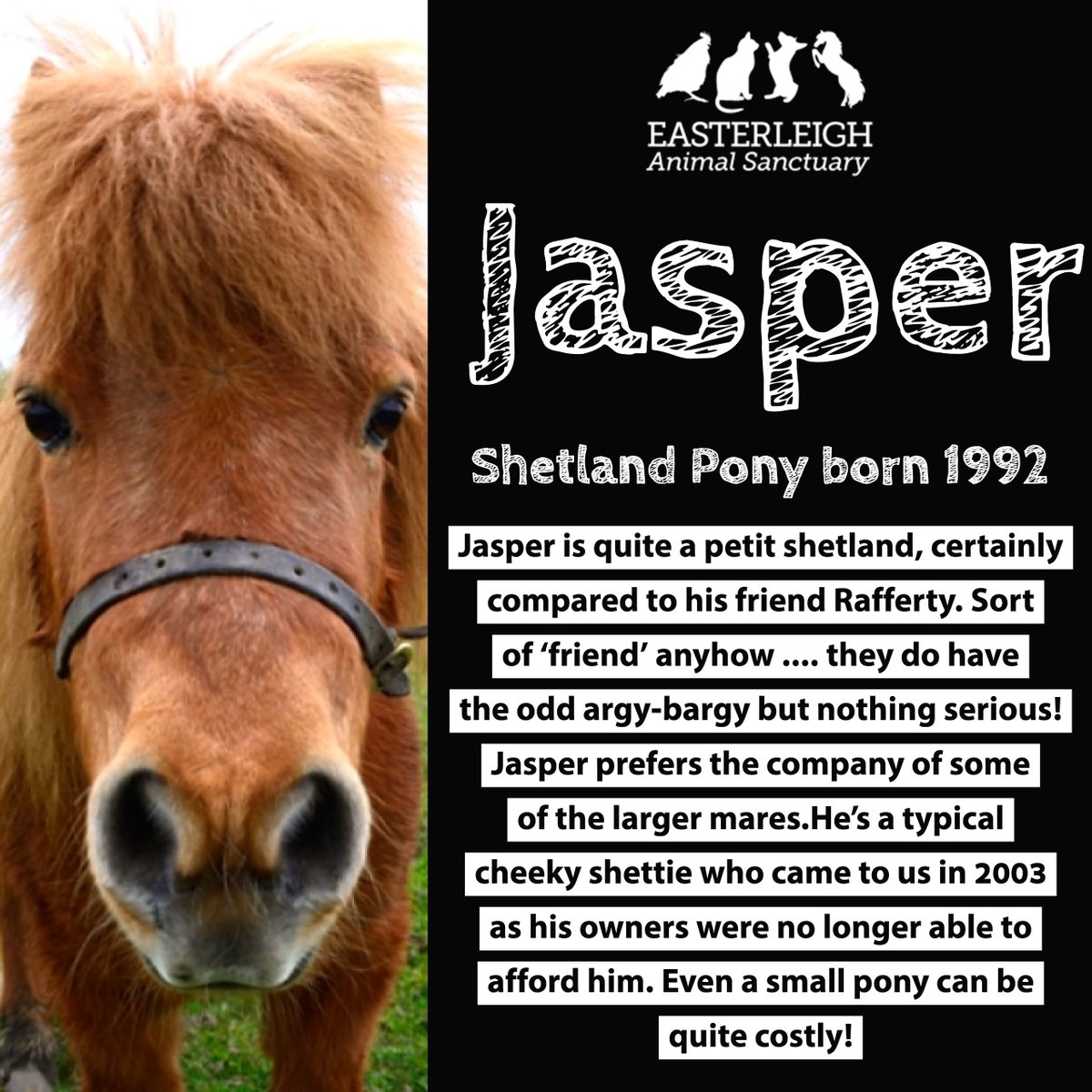 Easterleigh_AS's tweet photo. Jasper https://t.co/JoONkE6o3S