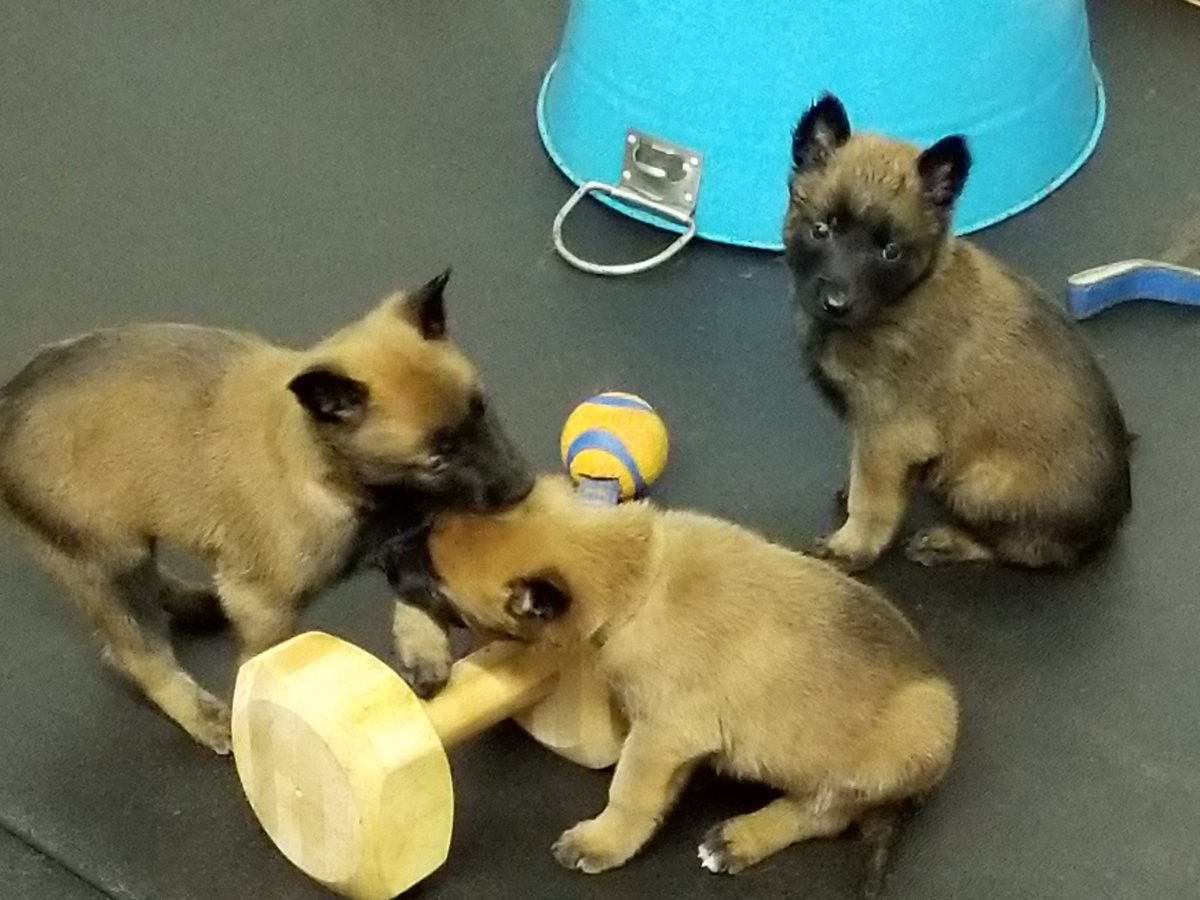 fdavisaws's tweet image. Belgian Malinois pups houseofk9.net