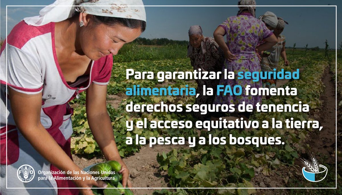 FAOenEspanol's tweet photo. El acceso a la tierra, la pesca y los bosques influye decisivamente en la erradicación del hambre y la pobreza. #FAOfacts https://t.co/r3uDMb9ZOb