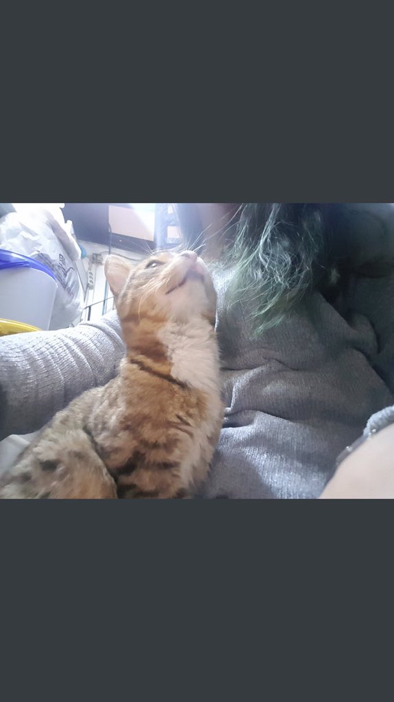 9 yaşında cocuk, bu yavrunun gozlerine biber gazi sıktı!Göz küreleri küçüldü,kanli akintilari oldu nefes problemi yaşadı.1 aylik tedavi sonrasi tekrar cani cocuklarin elinde yitip gitmeden yuva arıyoruz. 3 aylik erkek.Kağıthane Istanbul 📲533 339 18 91 #satınalmasahiplen #Kedi